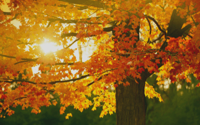 Fall Photo Contest – 2nd Edition
