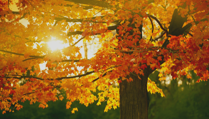 Fall Photo Contest – 2nd Edition